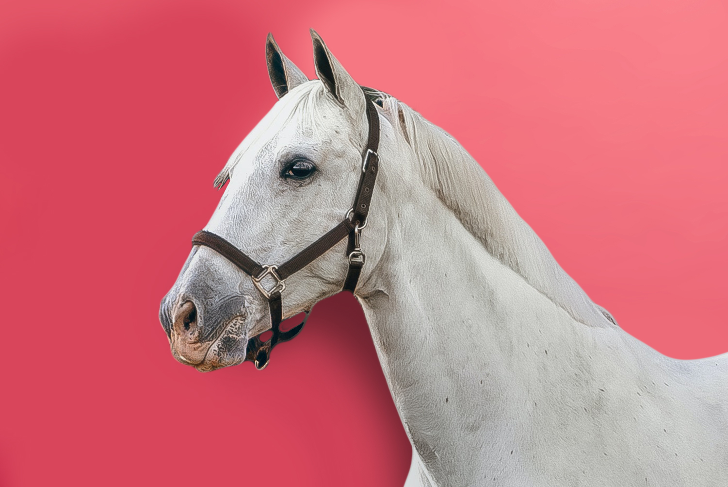 white horse white horse