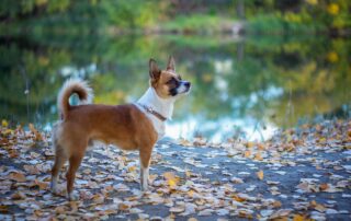 animal gd19d6e450 1280