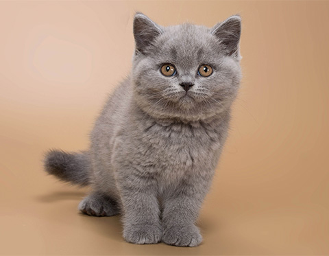 dna-test-cat dna test cat