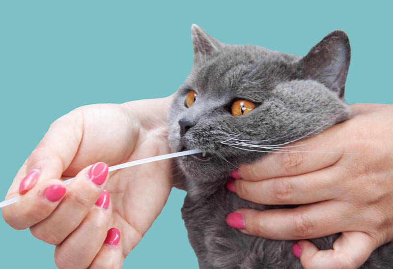 Stap 2 Health package cat dna